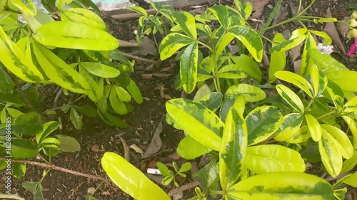 green plant in the garden