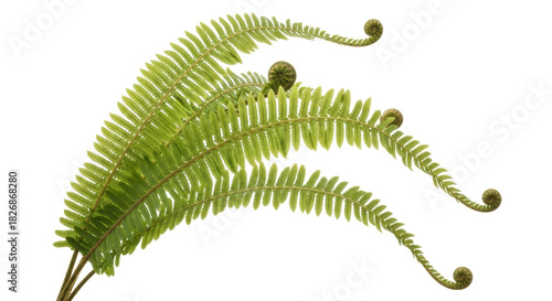Fresh green fern fronds isolated PNG, tropical plant with fiddleheads on transparent background for botanical design and natural decoration