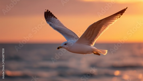 Fototapeta Naklejka Na Ścianę i Meble -  Stunning Image: Seagull Soaring Over Baltic Sea At Golden Hour, Capturing The Grace And Beauty Of Bird In Flight.