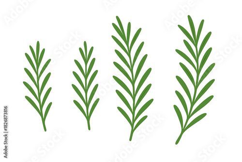 Simple stylized green rosemary sprigs isolated on white background for culinary use
