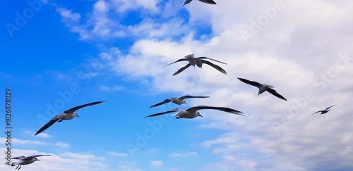 birds in the sky