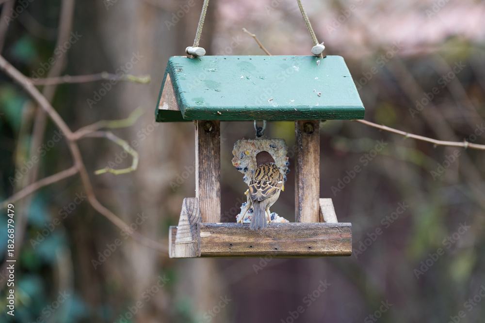 Naklejka premium Vogelfütterung eines Spatzen