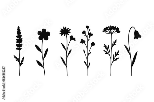 Minimalist botanical silhouettes set of six wild meadow flowers and herbs