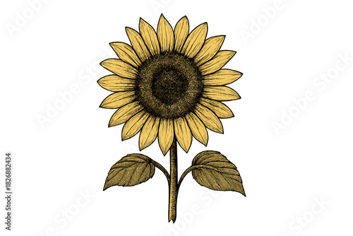 Detailed botanical depiction of a large sunflower with textured petals and central seed head