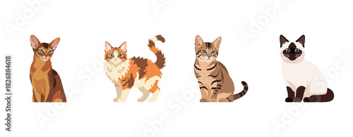 Four illustrations of diverse cat breeds on white background