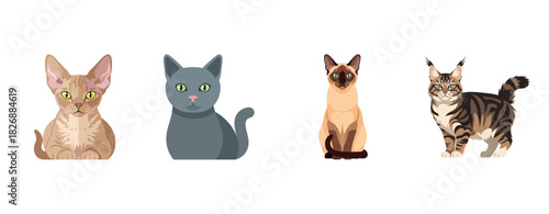 Illustration of diverse cat breeds: devon rex, russian blue, siamese, maine coon