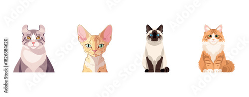 Diverse cat breeds: gray tabby, devon rex, siamese, and maine coon