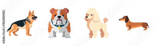 Variety of dog breeds: german shepherd, bulldog, poodle, dachshund illustrated