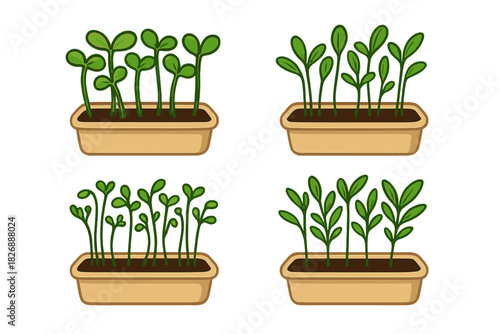 Various stages of young green sprouts and microgreens growing in rectangular planters