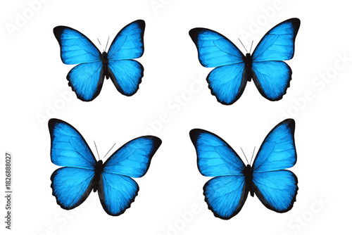Collection of four vibrant blue tropical butterflies isolated on clean white background