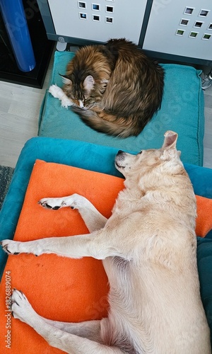 Hund und Katze machen Nickerchen 