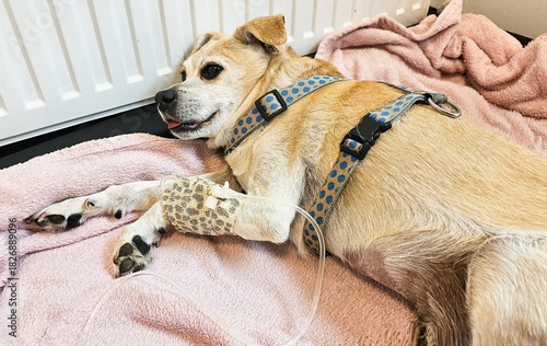 Kranker Hund an der Infusion 