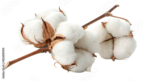 Wallpaper Mural Fluffy cotton bolls cut out isolated on white background. AI GENERATED. Torontodigital.ca