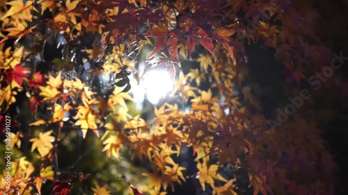 紅葉したもみじの奥にきらめく太陽