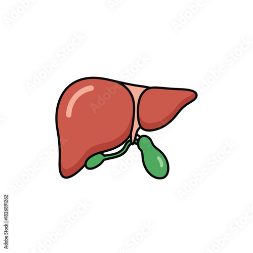 A realistic human heart organ vector