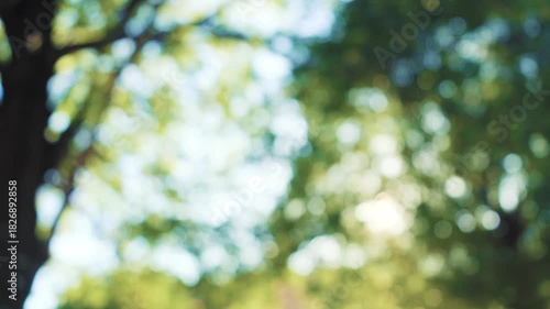 木漏れ日　少しずつフォーカスが合っていく様子