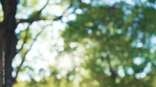 見上げる木々の隙間から眩しい木漏れ日