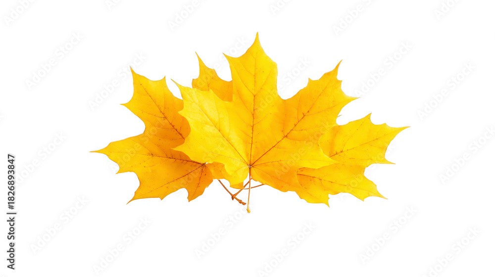 Fototapeta premium Yellow maple leaf autumn foliage isolated on transparent background vibrant color natural texture seasonal decoration botanical element fall nature realistic detail cheerful mood