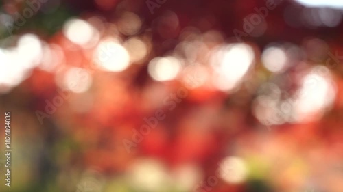 紅葉した秋の景色　ピンボケイメージ