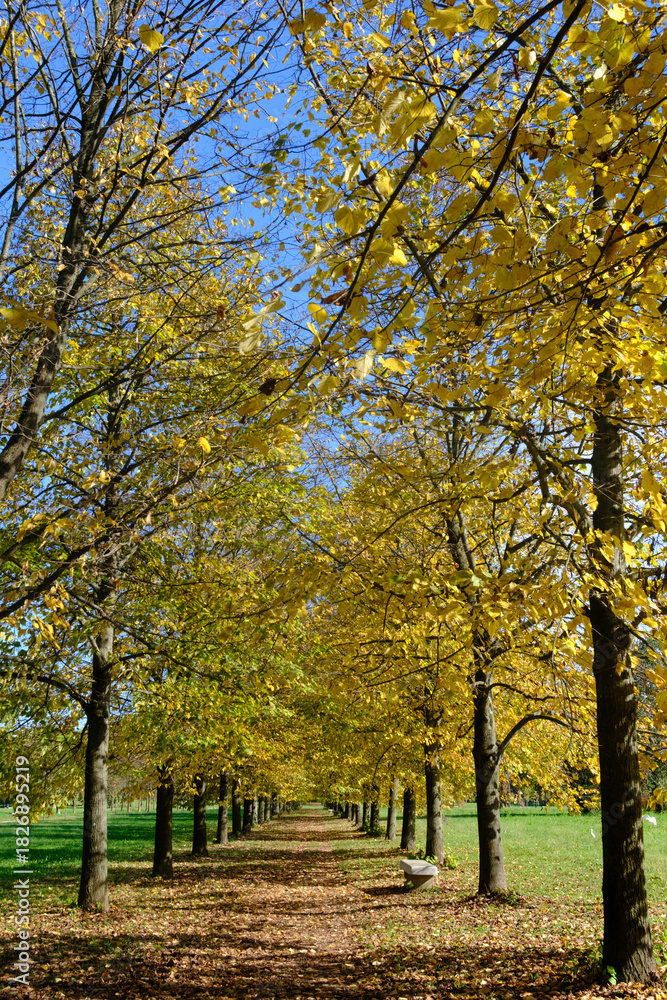 Naklejka premium The Monza park at October