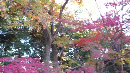 紅葉した秋の景色