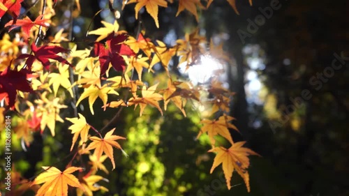 紅葉したもみじの奥にきらめく太陽