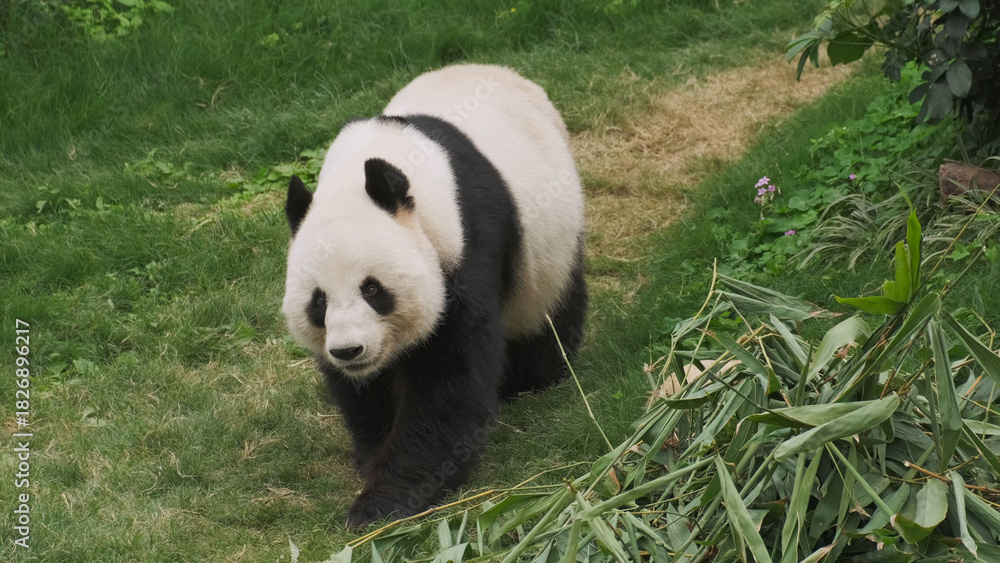 Fototapeta premium Cute giant panda bear walking