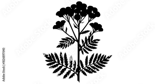 Illustration of a tansy plant with yellow flowers and green leaves