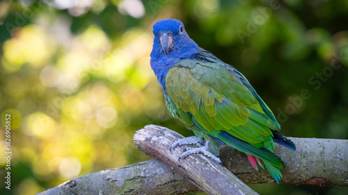 Blue Headed Parrot Perched on a Tree Branch