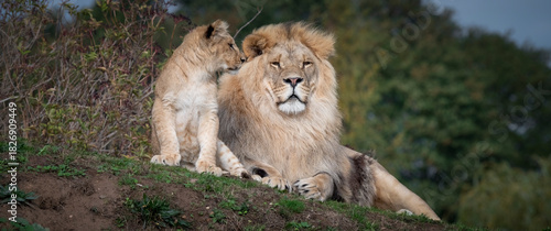 Male Lion and Cub Resting Together