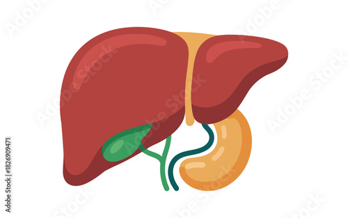 An illustrated representation of the human liver and gallbladder shows the organ's complex internal structure and relation to the surrounding anatomy.