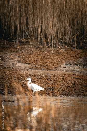 Snowy egret  wading in the lake