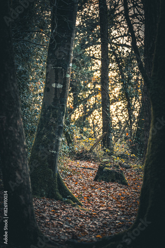 sun shining through trees