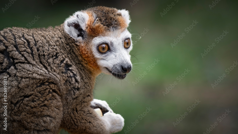 Obraz premium Crowned Lemur