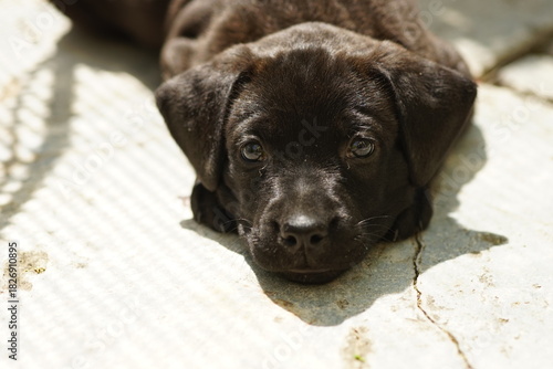 black labrador retriever puppy