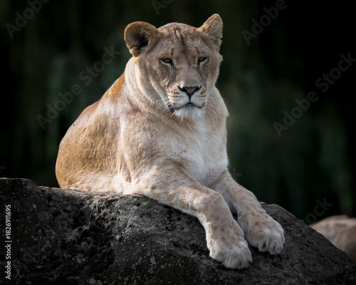 Female Lion at Rest on a Large Rock