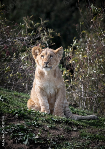 Young Lion Cub Sitting Down