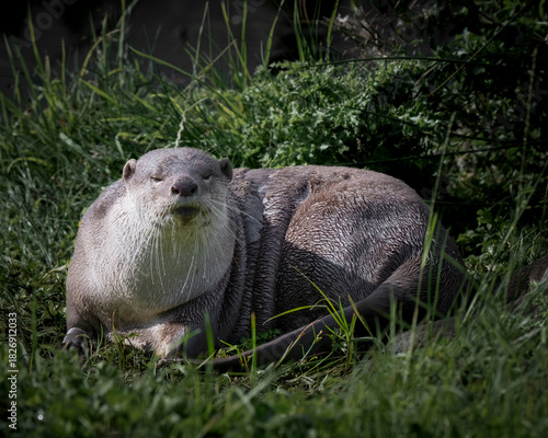 Small Otter Resting on Grass