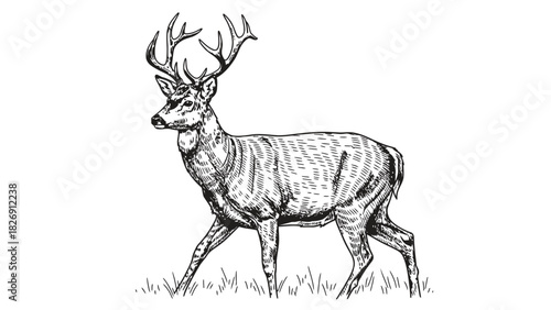 Majestic Deer Walking in Hand-Drawn Style