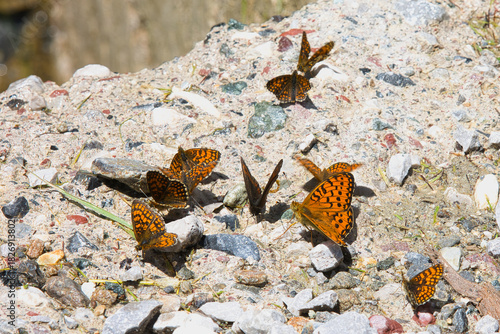 A group of butterflies has gathered on rocky ground.