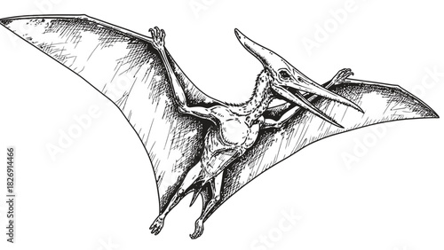 Hand-drawn Pterodactyl in Flight Sketch
