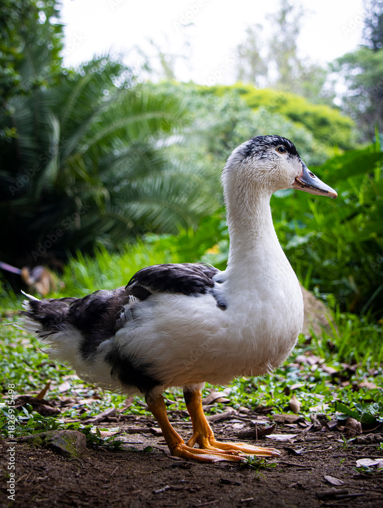 Obraz premium bird