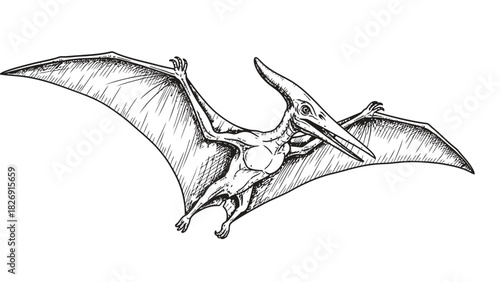 Line Art Sketch of a Flying Pterosaur