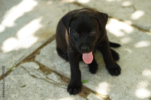 black labrador retriever puppy