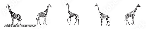 giraffe skeleton silhouette vector