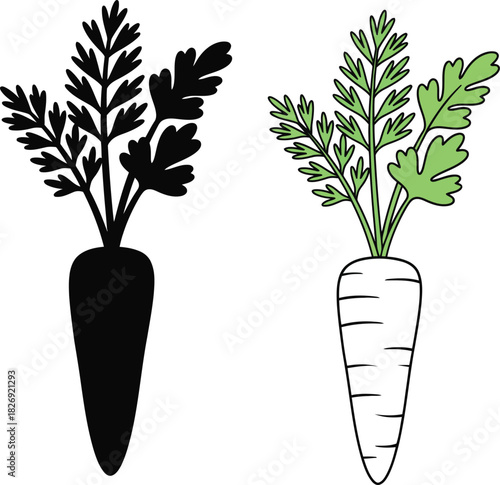A carrot vector illustration shown in two styles, a black silhouette and a colored outline drawing. Isolated vegetable with green tops for healthy food designs
