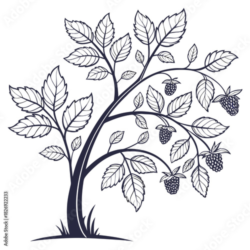 raspberry tree with fruits