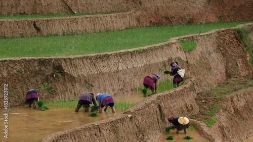 Mu Cang Chai, Yen Bai, Vietnam 05 2025: Vietnam people planting rice on terraced paddies in a muddy field, depicting rural livelihood, traditional farming, and lush green landscape