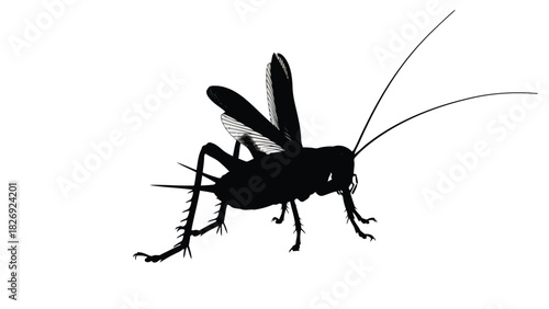 Detailed black silhouette of a large cricket insect with prominent antennae and textured wings, graphic vector art, minimalist design, isolated on white background