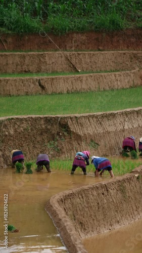  Ethnic women planting rice on terraced fields in Mù Cang Chải, Yên Bái, Vietnam, showing traditional rural farming and stunning mountain landscapes